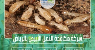 شركة مكافحة النمل الأبيض بجازان